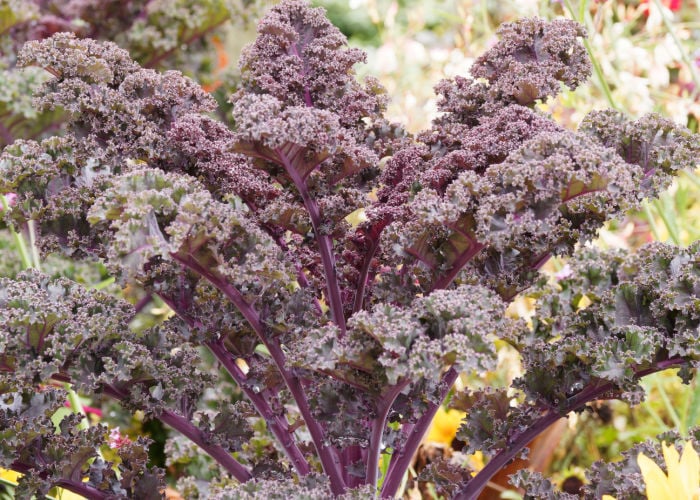 redbor kale for chickens