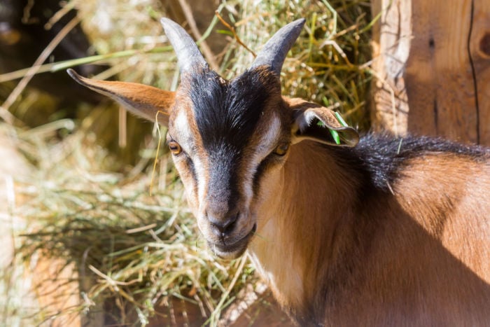 sable goat with horns