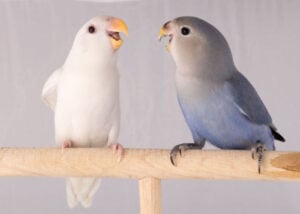how intelligent is your bird: social interaction