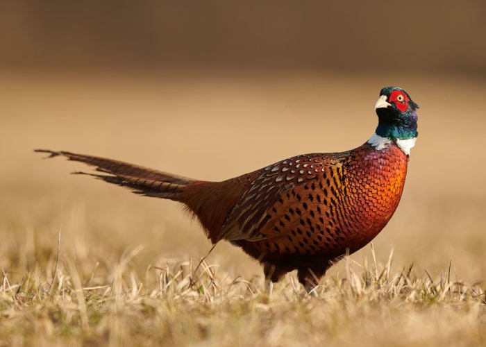raising quails vs. pheasants