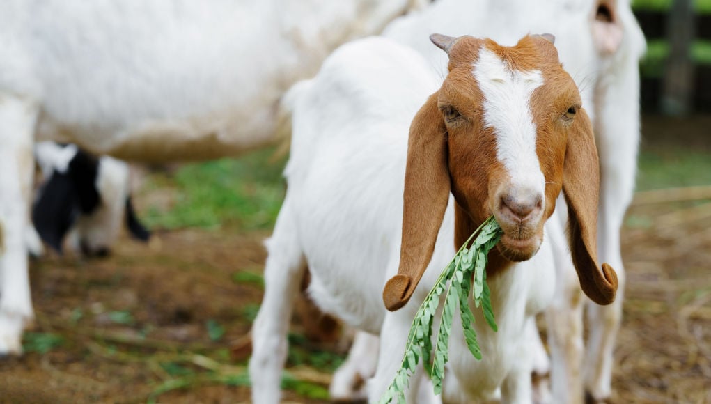 weaning baby goats - separate baby goats from mother