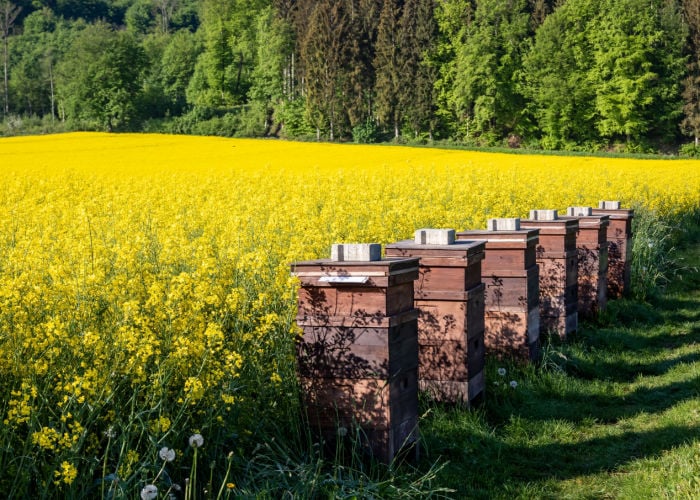 Best Time for Starting a Bee Hive