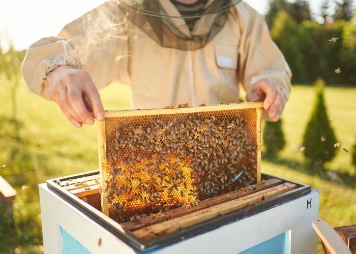 Checking the Beehives