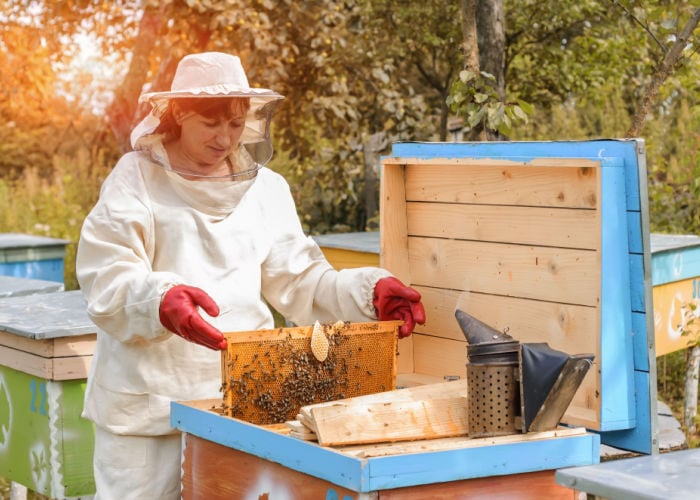 How to Start a Bee Hive for Honey