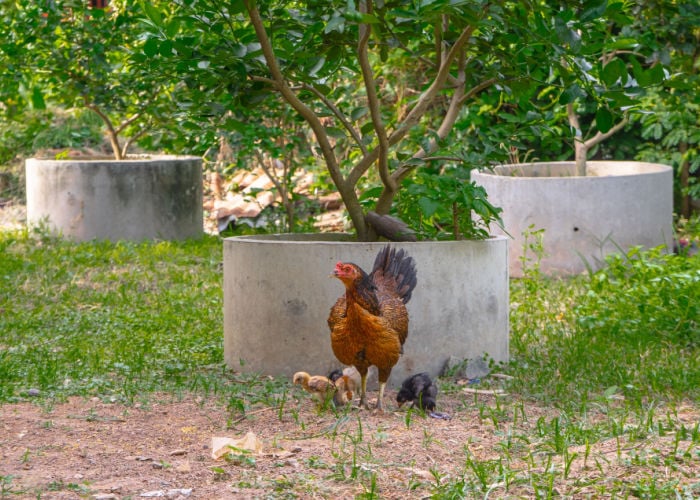 Is lime safe for chickens