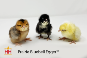 Prairie Bluebell Egger Chick Photo