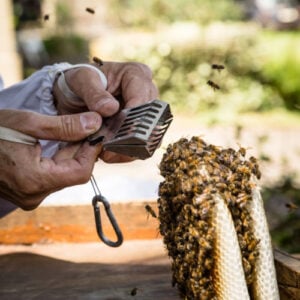 Queen bee catcher