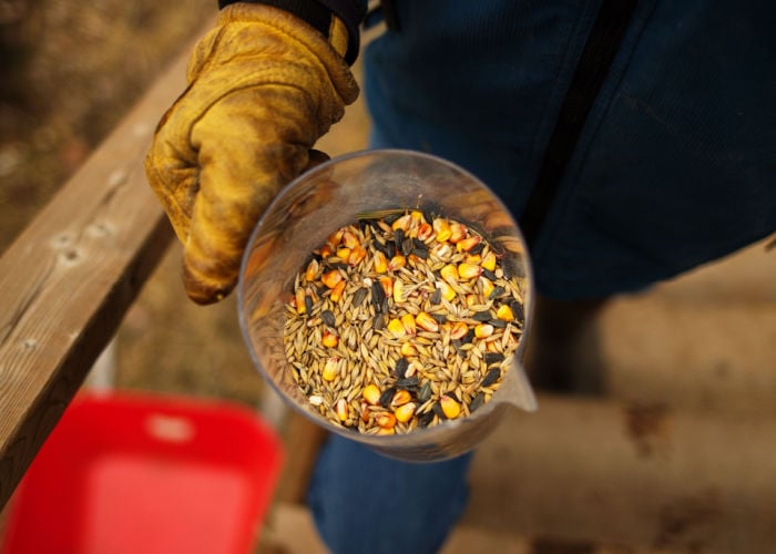 Seeds Chickens Can Eat