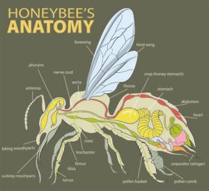 https://www.thehappychickencoop.com/wp-content/uploads/2023/04/The-Anatomy-of-Honeybees-300x275.jpg