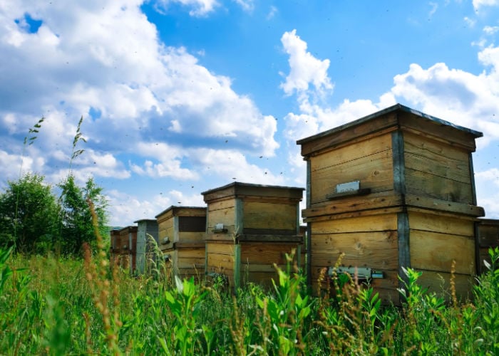 Tips for Starting a Bee Hive: Choose Suitable Locations