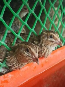 coturnix quails with water