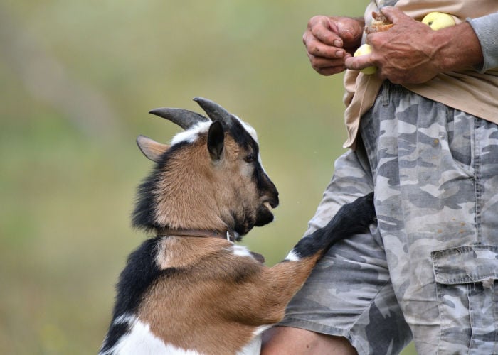 Adorable goat and its owner