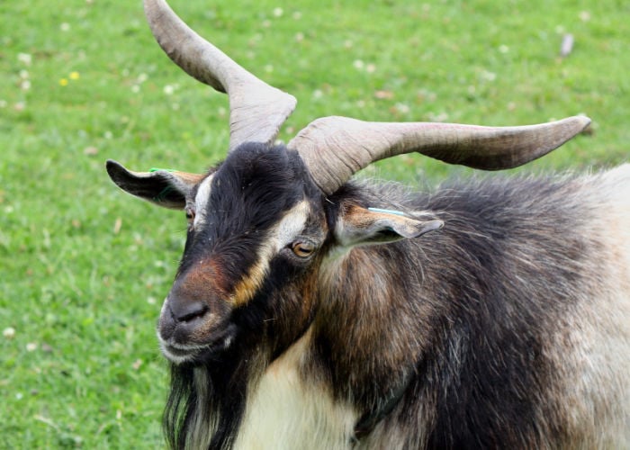 10 Wild Goat Breeds To Know About - The Happy Chicken Coop