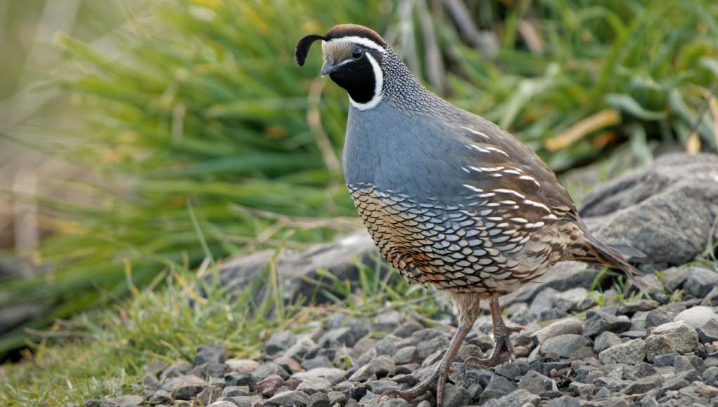 California Quail Characteristics Traits And Care Tips California Quail Characteristics Traits And Care Tips