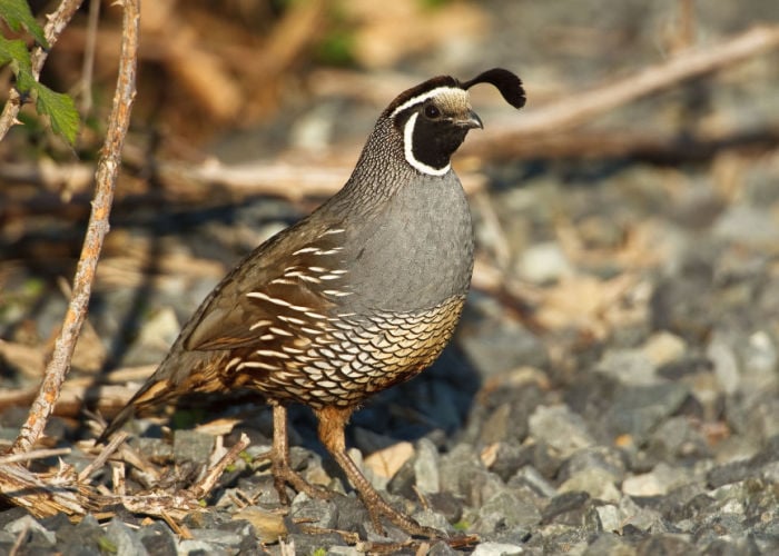 California Valley Quail