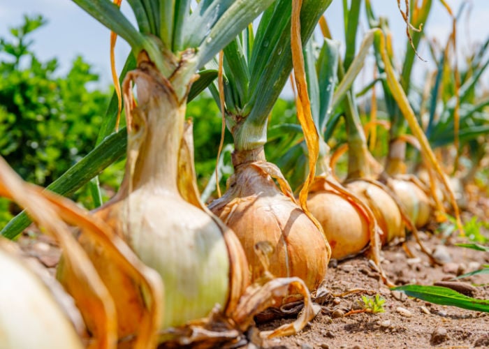 Can chickens eat onion