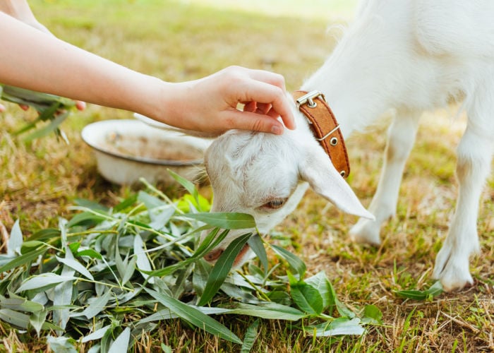 Caring for the friendly goat breeds