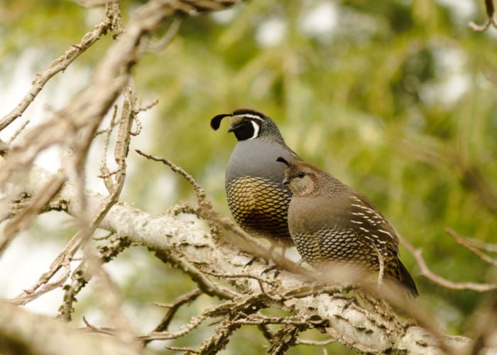 Female California Quail and Male California Quail