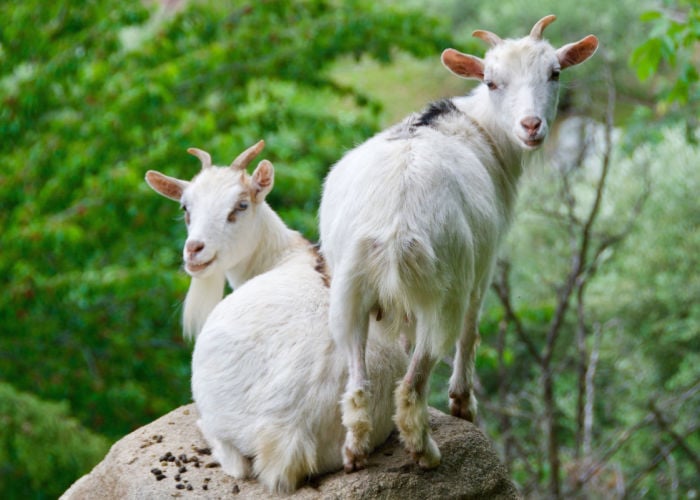 Friendliest Goat Breeds- American Pygmy