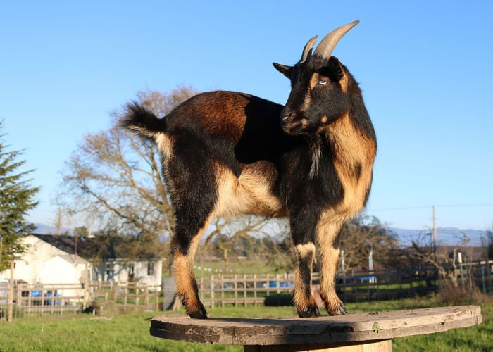 Friendliest Goat Breed: Nigerian dwarf