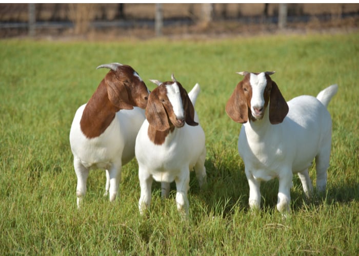 Friendliest Goat: Boer Goats