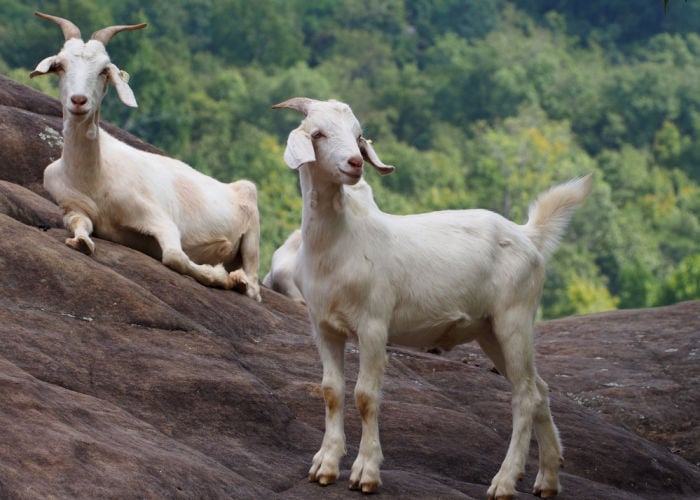 Friendliest Goats: Kiko goats