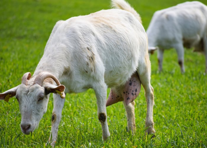 Friendliest Goats: Saanen