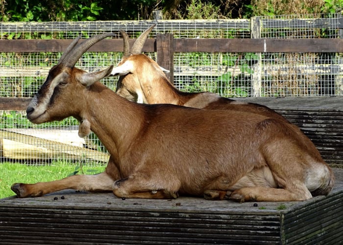 Friendliest Goats: Toggenburg