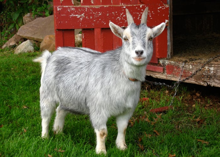 Friendly Goat Breeds: Pygmy
