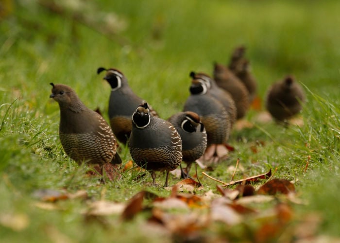 Raising California Quail