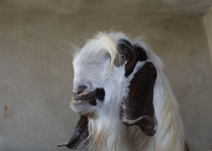 The Damascus Goat