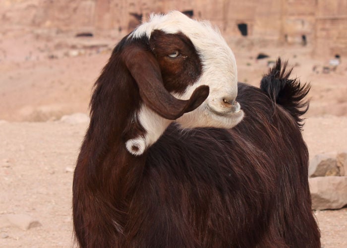 What is a Damascus Goat