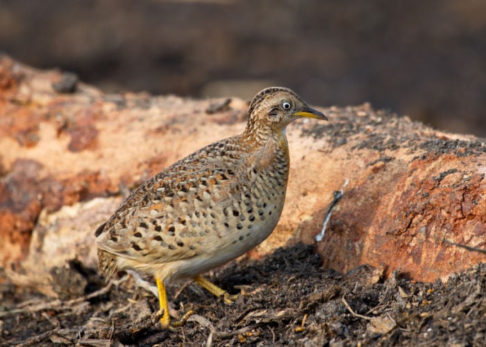 button quail outdoors