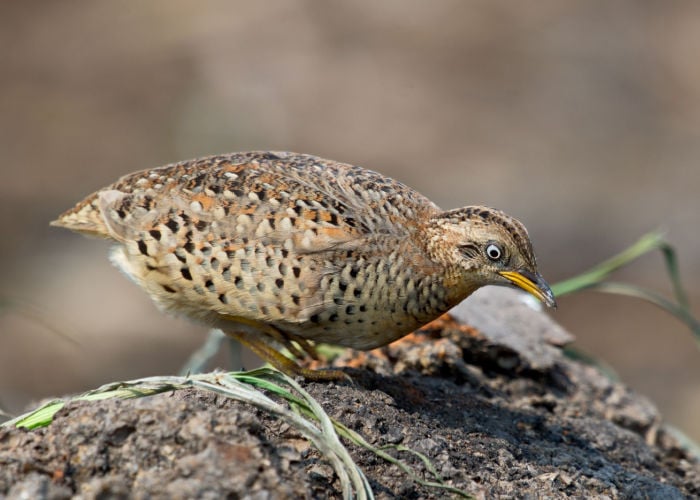 button quail side view