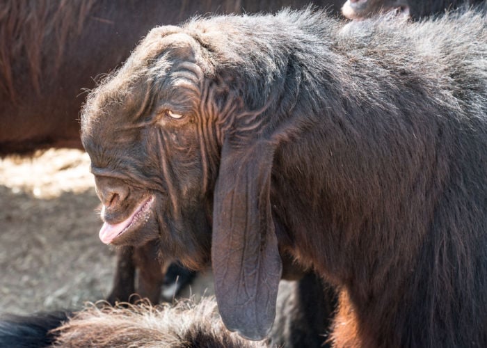 damascus goat close up