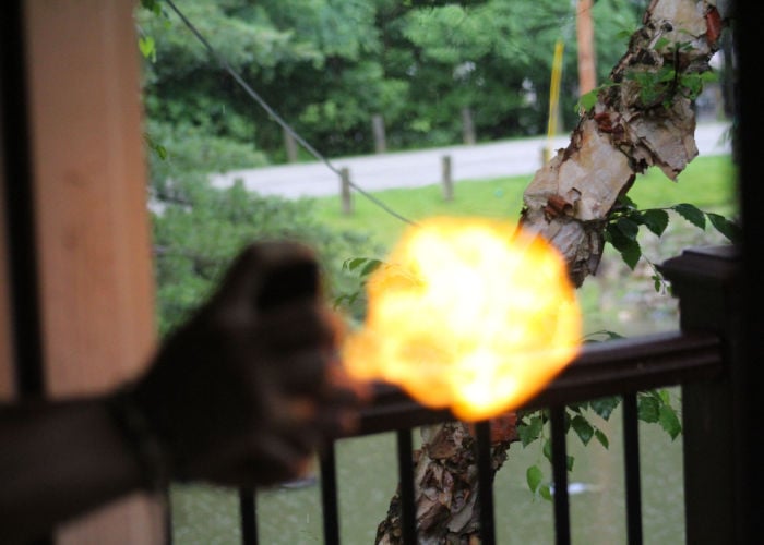 Bees nests removal