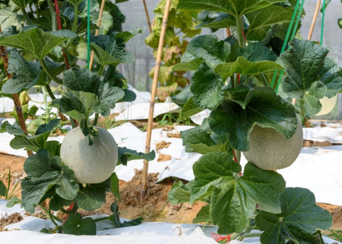 Can Chickens Eat Cantaloupe Leaves