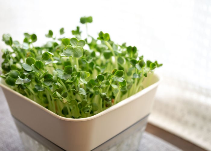 Can Chickens Eat Radish Sprouts