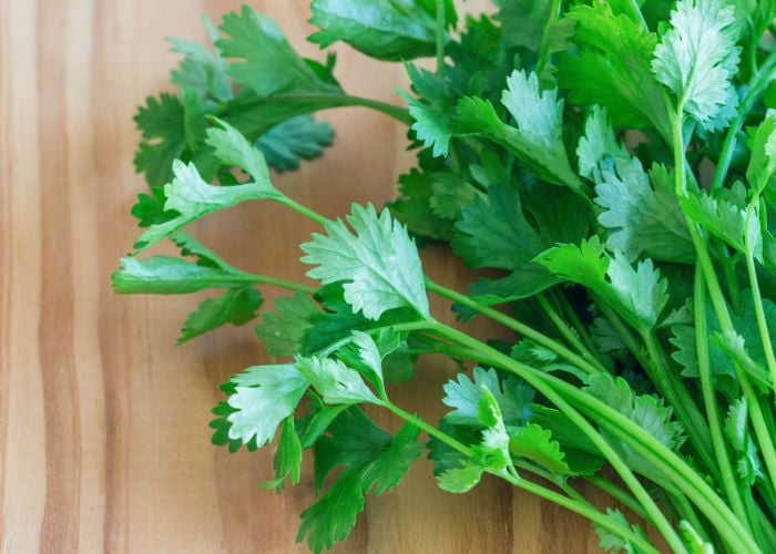 Can chickens eat cilantro stems