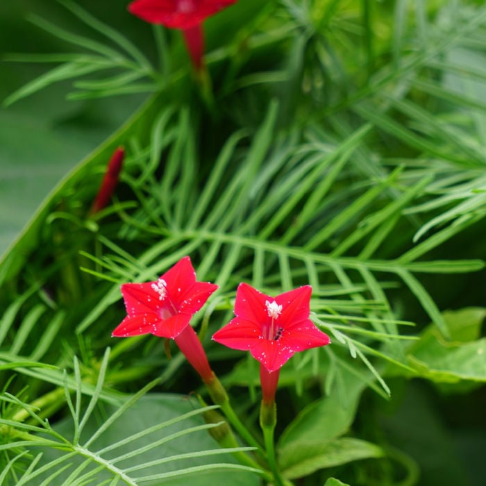 27 Flowers That Don't Attract Bees