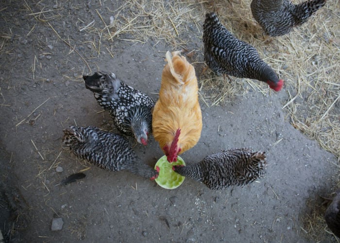 Chickens eating a fruit