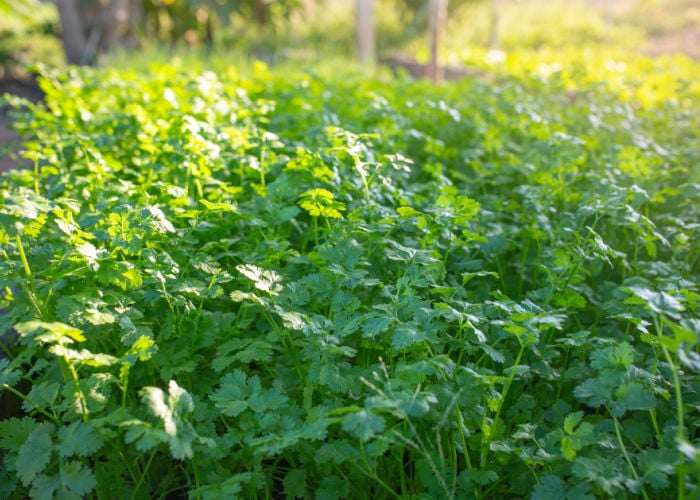 Cilantro for chickens