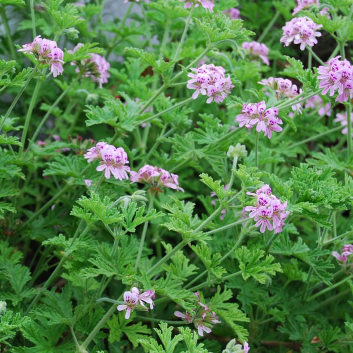 27 Flowers That Don't Attract Bees