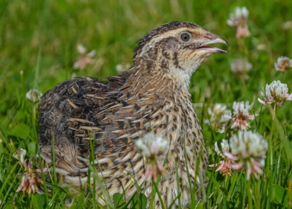 10 Boredom Busters for Quails To Keep Them Entertained