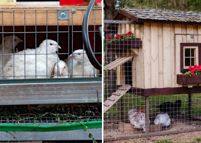 Housing and Maintenance for Quail and Chickens
