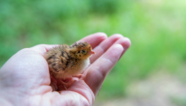 Image showcasing How to Raise Quail Chicks: A Comprehensive Guide
