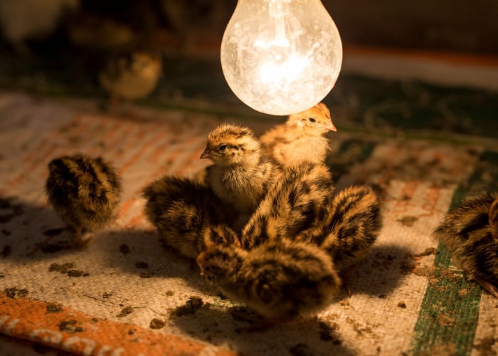 How to Raise Quail Chicks: Install Heat Lamps