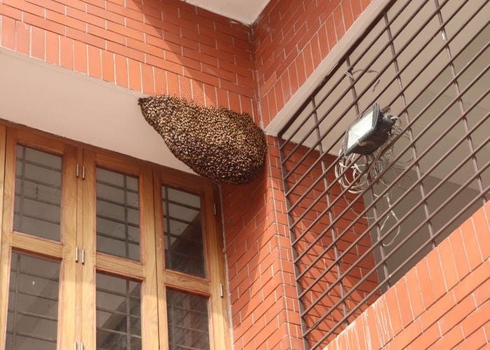 How to get rid of bee nest in wall
