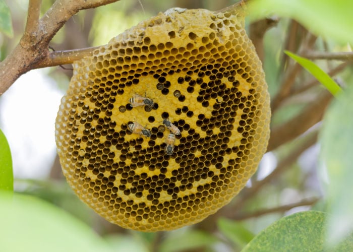 How to get rid of bees nest in tree, gardens and homes