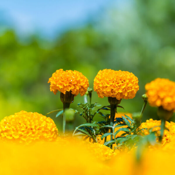 27 Flowers That Don't Attract Bees